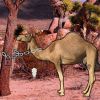 Arabian Desert Escape