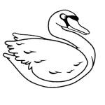 Swan