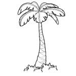 Palm Tree