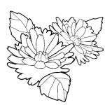 Chrysanthemum