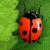 2 Many Bugs