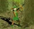 Animal Hunter Image