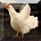 Chicken Throw Image