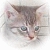 Clay Kitten Shooting II Image