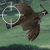 Quail shoot Image