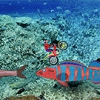 Motorbike Pro - Underwater Image