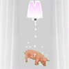 Parfum pour COCHON